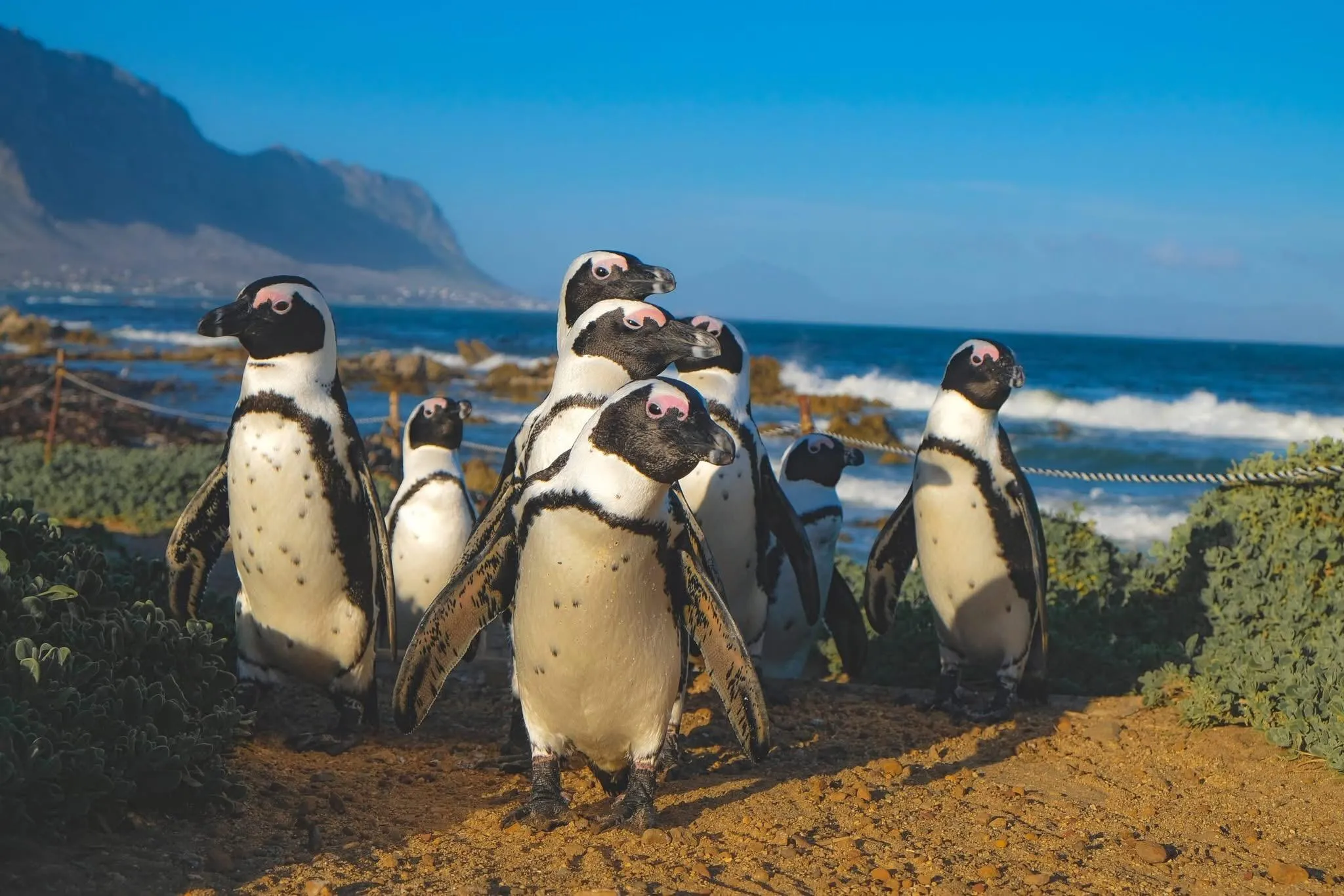 African Penguins at Boulders Beach